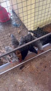 Peaceful Eco Farmhouse Stay on 7 and half Acres of land