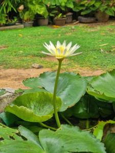 Tide and Tribe Hikkaduwa