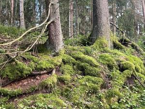 Żurawi klangor - dom z sauną i jacuzzi