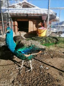 Dolphin Residence Bulgaria