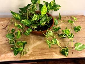 Casa de Vila na Sapucaí