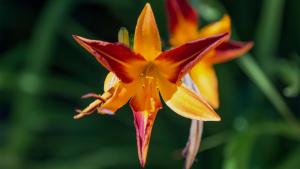 Casa dos Pelargónios