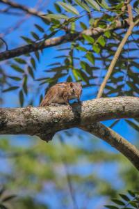 The Birdy Retreat Ella