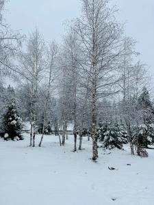 Борово ухание Говедарци Pine scent Govedartsi