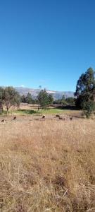 Homestay Cordillera Blanca