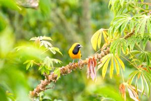 Hacienda Santa Bárbara Coffee Farm