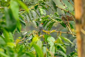 Hacienda Santa Bárbara Coffee Farm