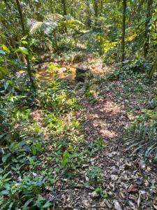 Casa na Mata Atlântica Sertão do Ubatumirim