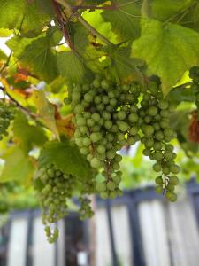 Rock Bay by Chành Rành