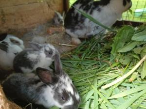 Agroturystyka U Zosi Bałtów