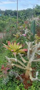 Pool Villa Rai View Khao