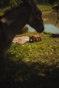 Origine Country Farm