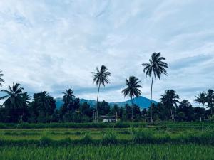 Rice Field inn - Lombok