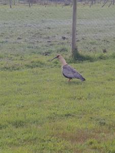 Espacio zen puerto varas