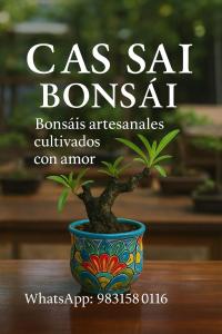Casa Bonsai