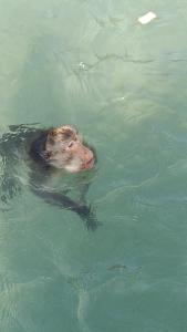 Loft Life Pool villa