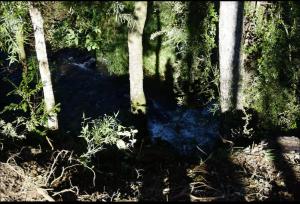 Cabaña pequeña en el Bosque