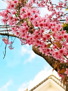 Căn hộ riêng tầng cao câp Lâu Đài Nhỏ Đà Lạt Little Castle Dalat