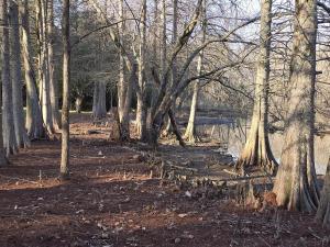 Beaver Creek Cabin - Relax and Enjoy