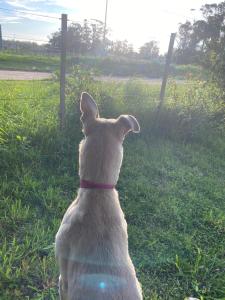 Cabaña monoambiente