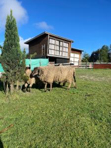 TinyHouse Box Lican Ray