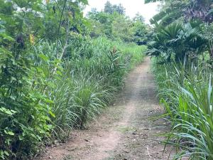 Hostel Guacimo Workaway and Workpackers