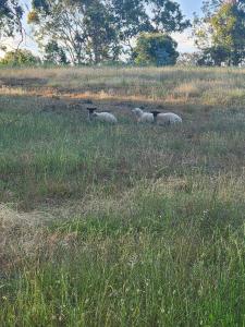 Three Brothers Orchard