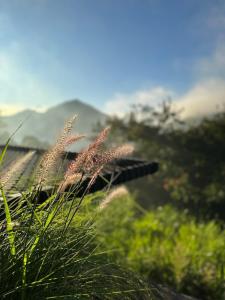 7 Dreams Glamping #5