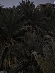 Big apartment near the Prophet