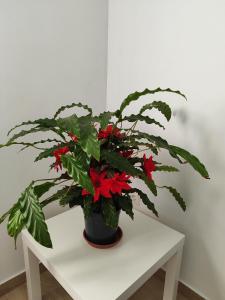 My Flowers