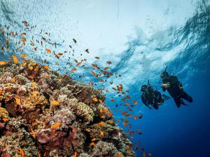 Daily Boat Trips Hurghada Diving Center Aquastars