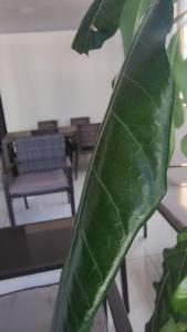 Hospedaje Luz de Cite