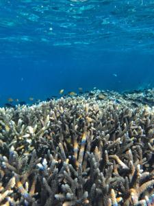 Batanta Paradise Homestay