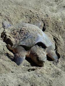 Kattegat Beachfront Villa
