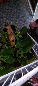 Guest House Djumah Damai