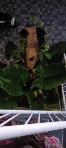 Guest House Djumah Damai