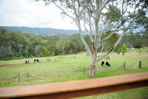 Bell View House -Fireplace- Base of Blue Mountains