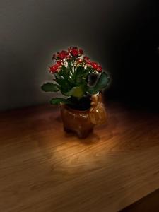 Apartament Booking Ultracentral