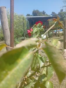 Cabañas del Pantano