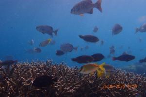 Batanta Paradise Homestay