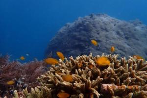 Batanta Paradise Homestay