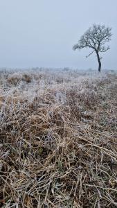 Badischer Neubau-Ruhe-Kunst-Natur