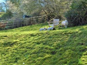 2 Bed in Llangattock 42920