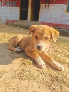 Shiva Guest House