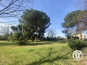 Le cèdre du parc de la dame