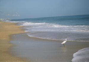 Smyrna Beach Club 307