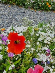 Easkey Glamping Village