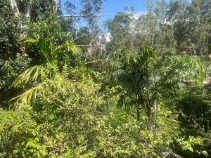 THE " ONEX PARADISE " ELLA