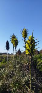 Casa en Punta de Tralca para seis personas