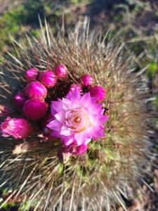 Casa en Punta de Tralca para seis personas
